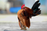 Fototapeta Zwierzęta - Malaysian Serama Chicken on the floor