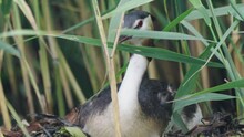 Great Crested Grebe Water Bird Hiding Behind Pond Reeds, Static, Day