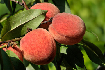 peach on a tree