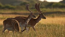 Beautiful Close Up Shot Of A Herd Of Fallow Deer (dama Dama) With Giant Antlers , Trotting And Running Through A Sun Kissed Field In The Late Afternoon, Slow Motion