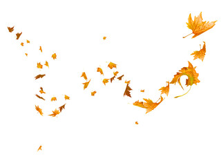 Wall Mural - autumn leaves falling and flying  by the wind isolated for background - 3d rendering