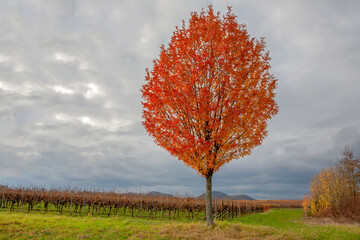 Wall Mural - Herbst, Herbstfarben