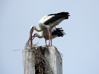 white storks family nesting on the  pillars   