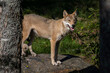 The gray wolf (Canis lupus)