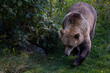 The brown bear (Ursus arctos)