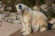 The polar bear (Ursus maritimus)