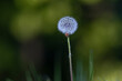 Flower, Dandelion clock (Taraxacum officinale)