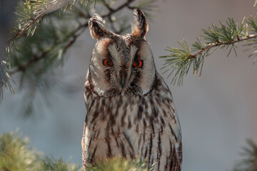 Sticker - Long-eared Owl (Asio otus) sitting on a tree branch