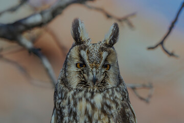 Sticker - Long-eared Owl (Asio otus) sitting on a tree branch