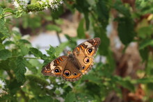 Common Buckeye Butterfly In A Garden