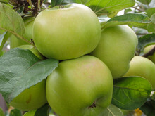 Close-Up Of Fruits Growing On Tree. Apples Ripen On A Columnar Apple Tree