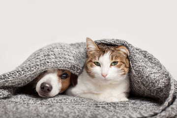 Wall Mural - Dog and cat together under gray blanket