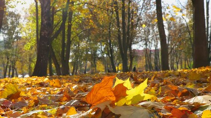 Wall Mural - Yellow autumn maple leaves glow in the sun and move in the wind. Fallen foliage in city park close-up. Warm natural background with backlight. 