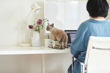 デスクでパソコンを開き仕事をする女性と子猫