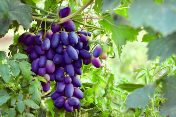 Wall Mural - Wine yard. Wine planting. Red  and white wine grapes on vine in vineyard, close-up Red wine grapes on vine in vineyard, close-up 