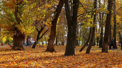 Wall Mural - Wind carries fallen leaves among big old trees in city autumn park. Yellow maple leaves fly and fall in sunlight.