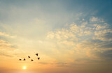 Fototapeta Zwierzęta - birds flying silhouette on sky sunset background