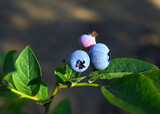 Fototapeta Desenie - Blueberry branch close up