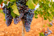 Ripe Grapes Growing On Vine