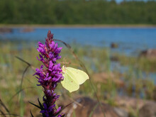 Yellow Butterfly On A Purple Flower On The Shore Of The Lake On A Sunny Day In Summer
