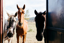 Adorable Horses Looking Inside Of Doorway