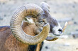 Portrait of mouflon sheep with horns