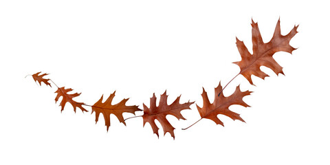 Wall Mural - flying fall dry brown oak leaves wave isolated transparent png. late autumn.
