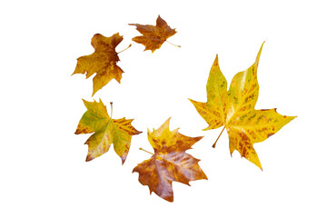 Wall Mural - flying fall yellow plane tree leaves spiral isolated transparent png. platanus autumn foliage.