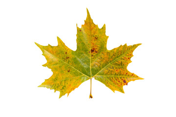 Wall Mural - fall yellow plane tree leaf isolated transparent png. platanus autumn foliage.