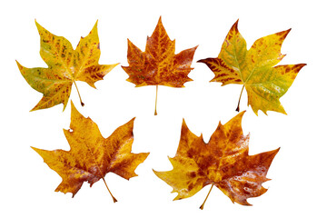 Wall Mural - fall yellow plane tree leaves set isolated transparent png. platanus autumn foliage with water drops