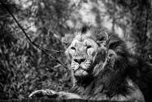 Portrait Of Male Lion Lying In A Zoologic Park