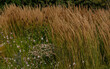 Karl Foerster Grass - ornamental grasses - Calamagrostis acutiflora in autumn garden. Ornamental grasses and cereals in the herb garden
