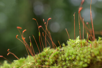 Wall Mural - the life of a simple moss in upstate ny. once the egg is fertilised, the zygote forms an embryo whic