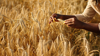 in front of the camera black beautiful lady farmer analysing the results of harvest in the middle of