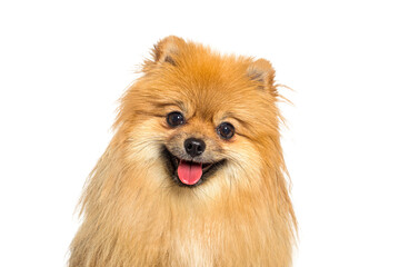 Wall Mural - Red Pomeranian dog panting, looking at camera, with happy expression