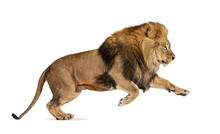 Side View Of A Male Adult Lion Leaping