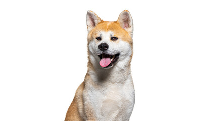 Sticker - head shot of a Panting Akita Inu