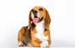 beagle dog looks on white background