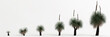 3d illustration of set Xanthorrhoea arborea tree isolated on white background