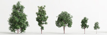 3d Illustration Of Set Pittosporum Eugenioides Tree Isolated On White Background