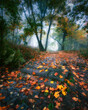 Foggy, autumn alley of George Washington in Krakow. Mglista, jesienna aleja Jerzego Waszyngtona w Krakowie z pięknym światłem i żółtymi liśćmi.