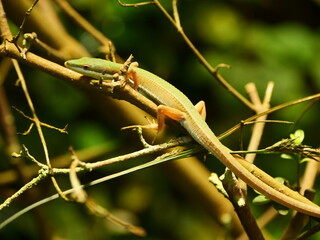 Sticker - Closeup shot of a green lizard on the narrow branch of a tree