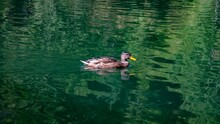 Closeup Shot Of A Wild Duck Swimming In An Emerald Green Water