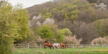 Horses Grazing In The Green Pasture