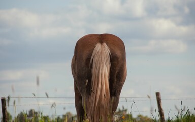 Canvas Print - Back view of a  cute brown horse grazing grass in a green field on a sunny day