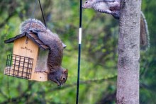 Closeup Of An Eastern Gray Squirrel Hanging On A Squirrel Feeder