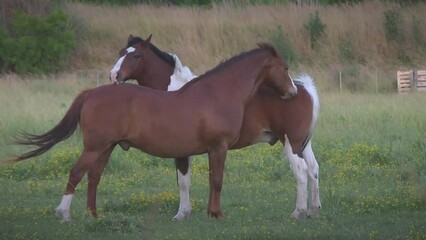 Canvas Print - Closeup of two brown young horses standing in the field loving each other