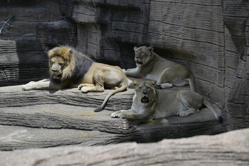 Wall Mural - Lions in the zoo. One male, two female