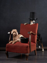 Dogs And Rats In The Chair. Retro Picture With Pets. Border Collie And Poodle On A Red Chair In Studio