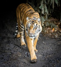 Closeup Shot Of A Tiger In Melbourne Zoo